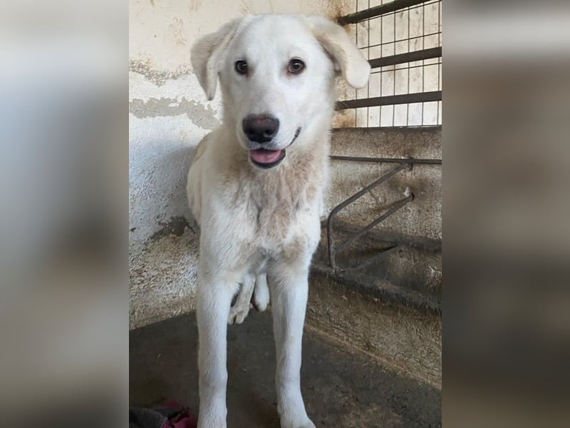 Elion, geb. ca. 06/2025, lebt in GRIECHENLAND, auf einer privaten Pflegestelle