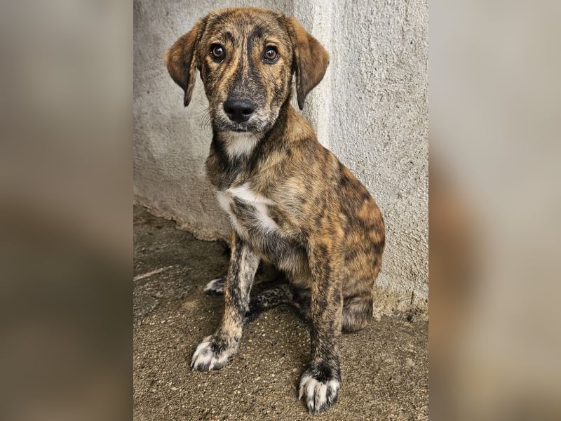 Fiyero, geb. ca. 07/2025, lebt in GRIECHENLAND, im städt. Tierheim Serres