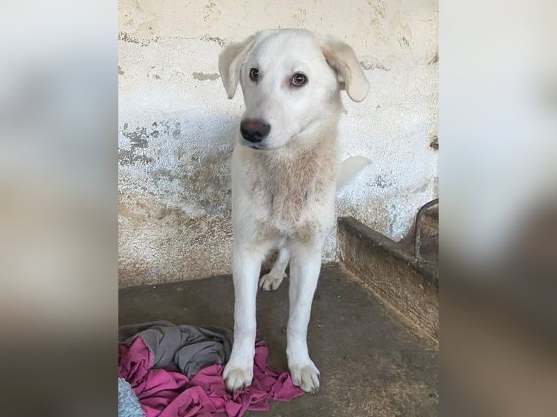 Elion, geb. ca. 06/2025, lebt in GRIECHENLAND, auf einer privaten Pflegestelle