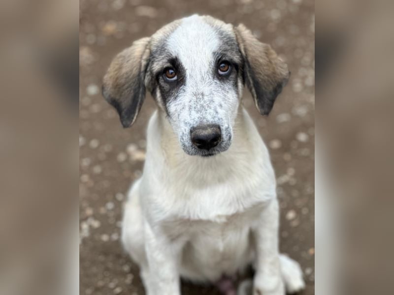 Pippin, geb. ca. 04/2026, lebt in GRIECHENLAND, im städt. Tierheim Serres