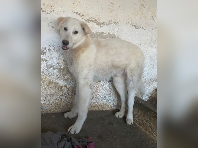 Elion, geb. ca. 06/2025, lebt in GRIECHENLAND, auf einer privaten Pflegestelle