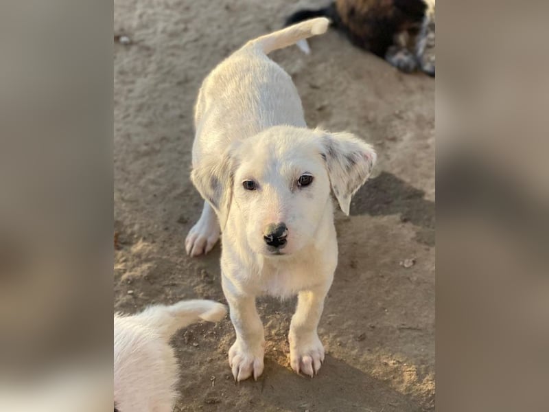 Riesling, geb. ca. 08/2025, lebt in GRIECHENLAND, auf einer privaten Pflegestelle