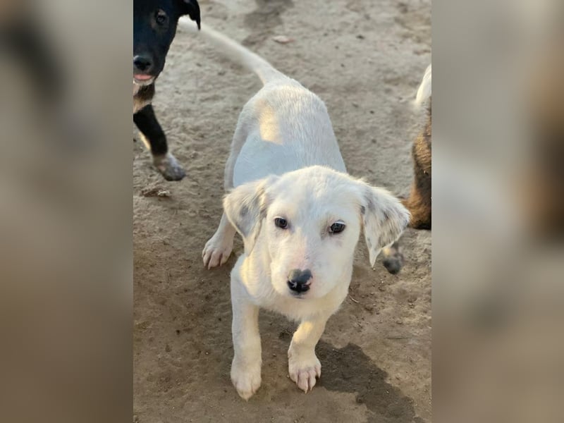 Riesling, geb. ca. 08/2025, lebt in GRIECHENLAND, auf einer privaten Pflegestelle