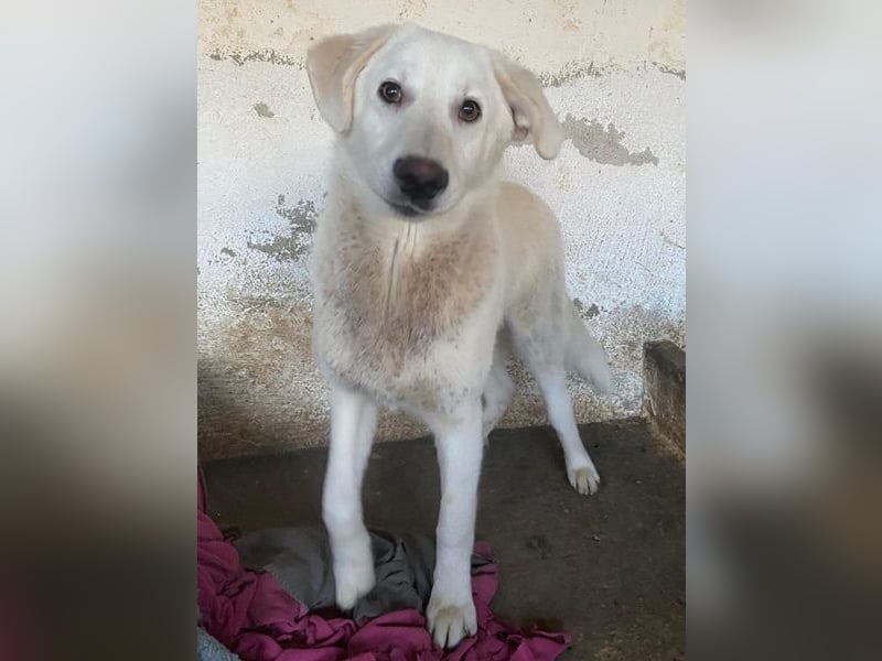 Elion, geb. ca. 06/2025, lebt in GRIECHENLAND, auf einer privaten Pflegestelle