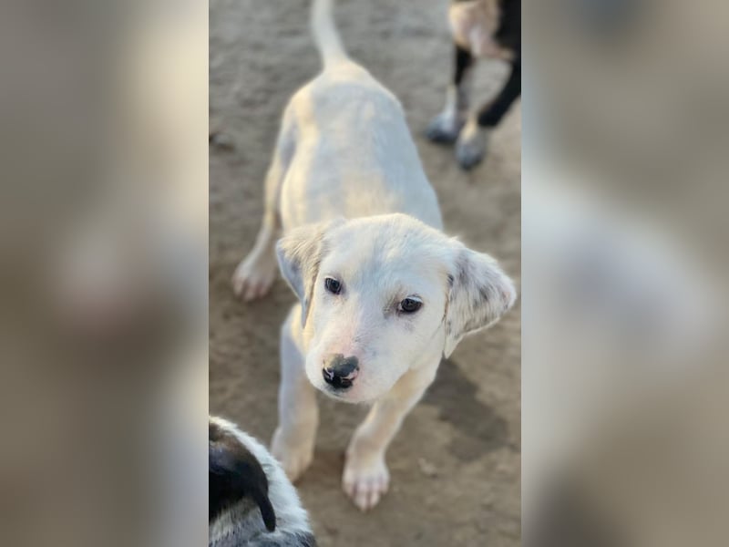 Riesling, geb. ca. 08/2025, lebt in GRIECHENLAND, auf einer privaten Pflegestelle