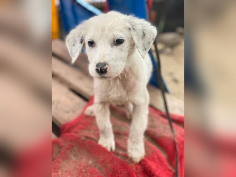 Riesling, geb. ca. 08/2025, lebt in GRIECHENLAND, auf einer privaten Pflegestelle