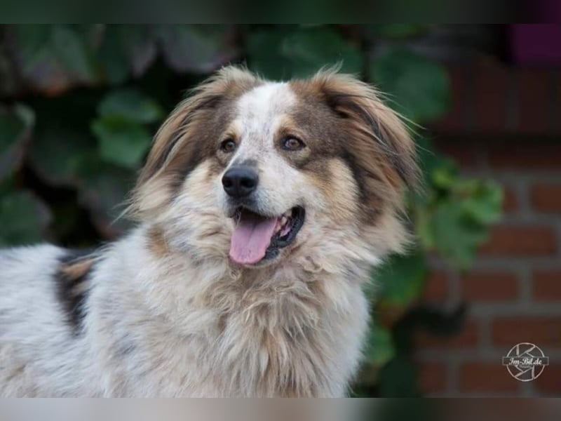 Gorden ❤ witziger Kumpel sucht zuhause! 