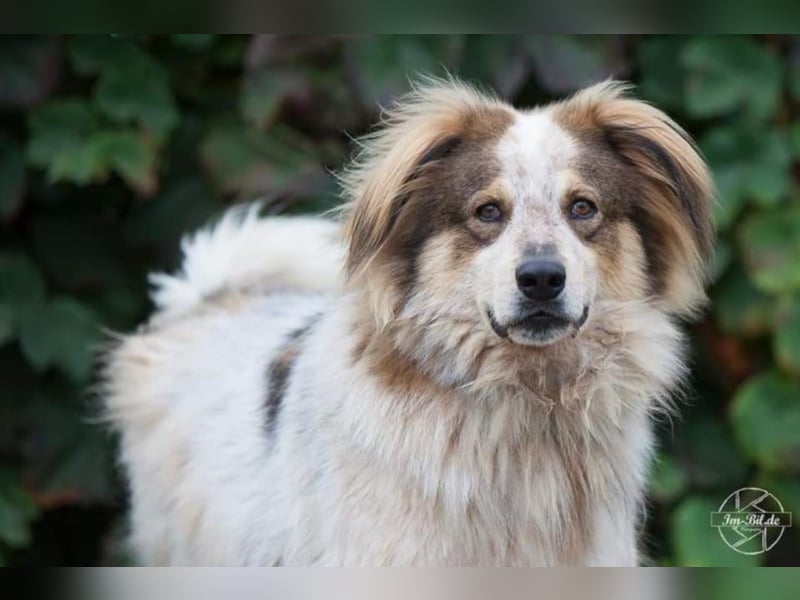 Gorden ❤ witziger Kumpel sucht zuhause! 