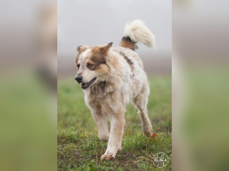 Gorden ❤ witziger Kumpel sucht zuhause! 