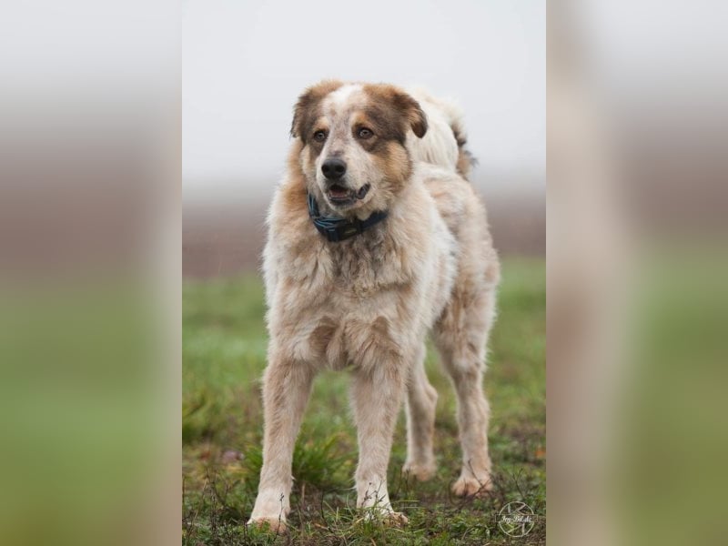 Gorden ❤ witziger Kumpel sucht zuhause! 