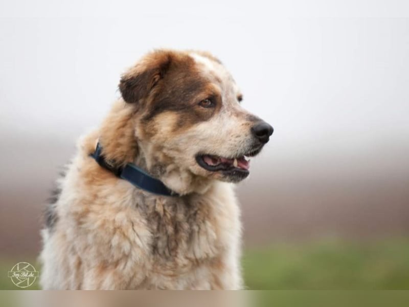 Gorden ❤ witziger Kumpel sucht zuhause! 