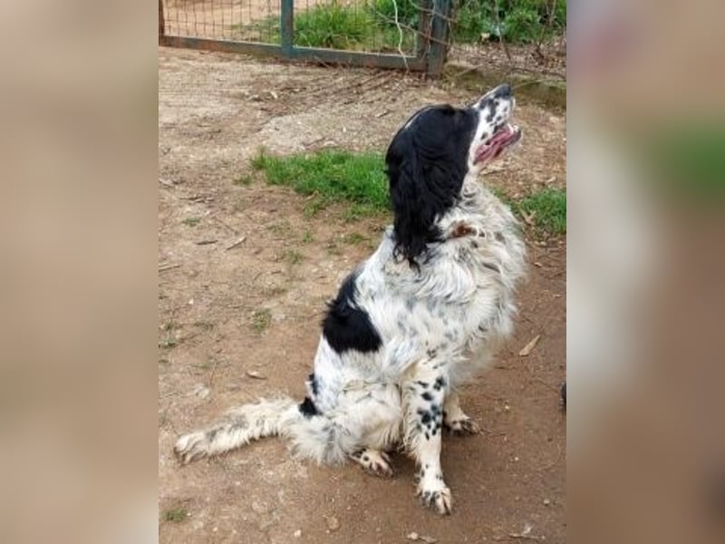 Serafina- schmusige Setter-Mix-Hündin liebt Mensch und Tier