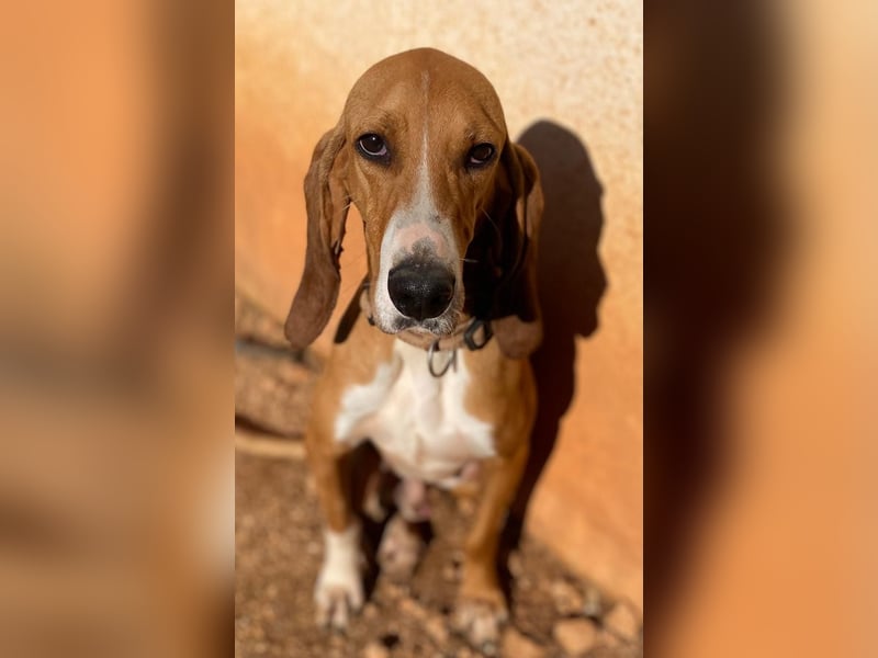 JAX, liebevoll und lebendig auf der Suche nach aktivem Zuhause