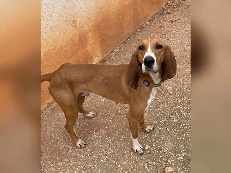 JAX, liebevoll und lebendig auf der Suche nach aktivem Zuhause