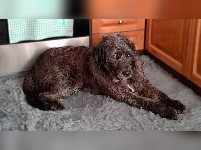Goldschatz TROY, aus schlimmen Verhältnissen gerettet, hat so viel Liebe zu geben