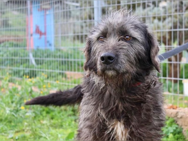 Goldschatz TROY, aus schlimmen Verhältnissen gerettet, hat so viel Liebe zu geben