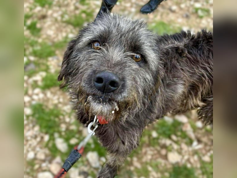 Goldschatz TROY, aus schlimmen Verhältnissen gerettet, hat so viel Liebe zu geben