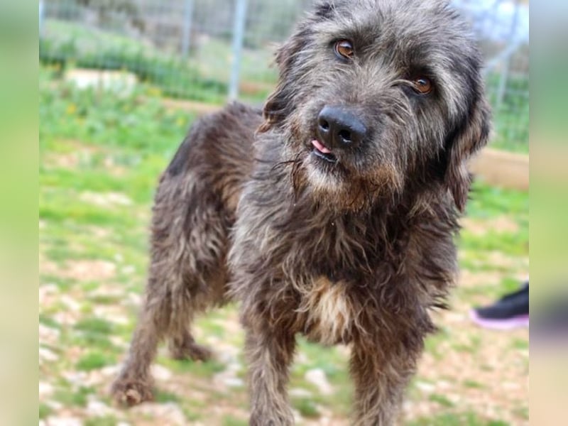 Goldschatz TROY, aus schlimmen Verhältnissen gerettet, hat so viel Liebe zu geben