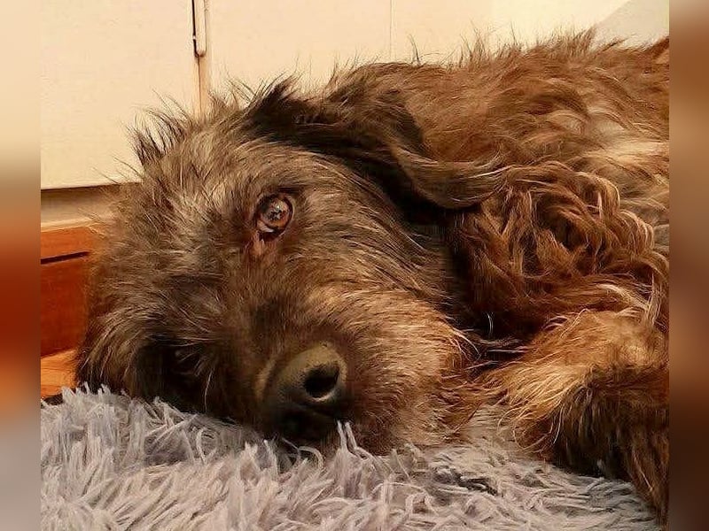 Goldschatz TROY, aus schlimmen Verhältnissen gerettet, hat so viel Liebe zu geben
