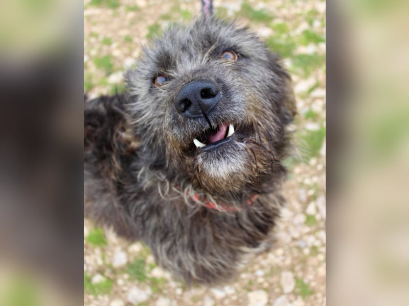 Goldschatz TROY, aus schlimmen Verhältnissen gerettet, hat so viel Liebe zu geben