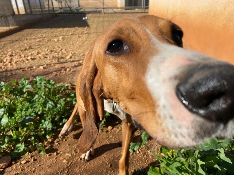 JAX, liebevoll und lebendig auf der Suche nach aktivem Zuhause