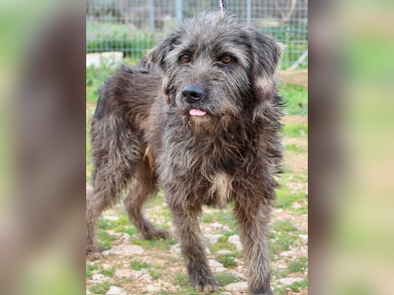 Goldschatz TROY, aus schlimmen Verhältnissen gerettet, hat so viel Liebe zu geben