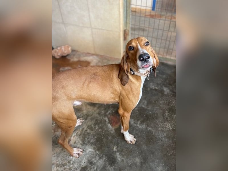 JAX, liebevoll und lebendig auf der Suche nach aktivem Zuhause