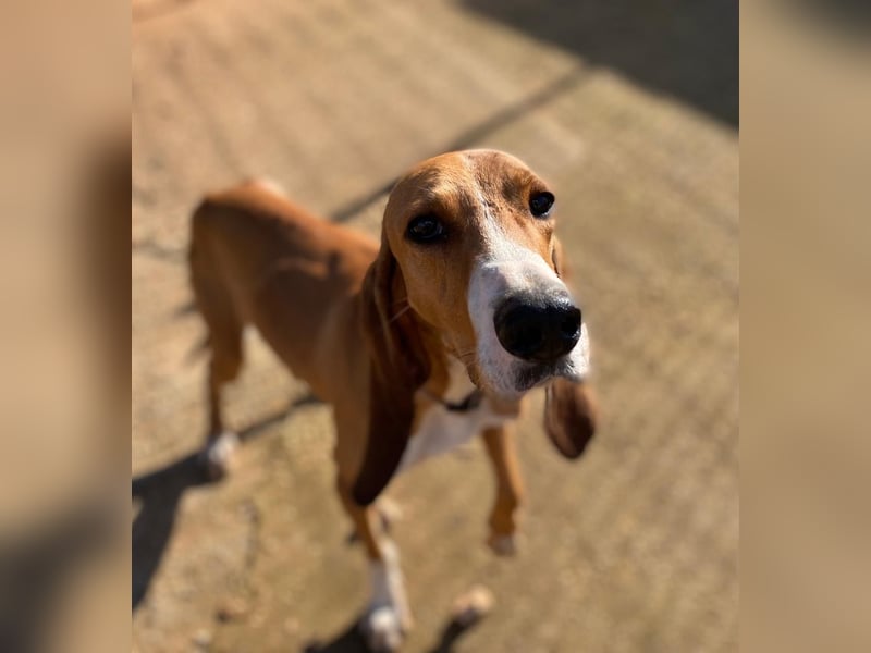 JAX, liebevoll und lebendig auf der Suche nach aktivem Zuhause