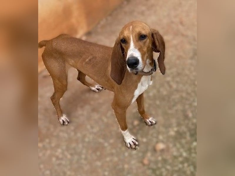JAX, liebevoll und lebendig auf der Suche nach aktivem Zuhause