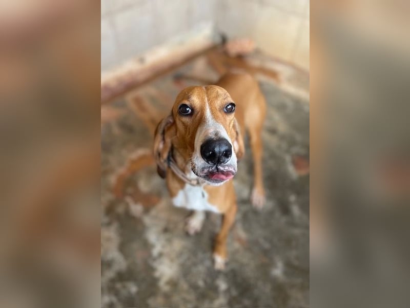 JAX, liebevoll und lebendig auf der Suche nach aktivem Zuhause