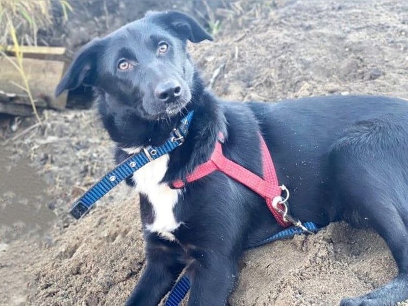 Sally3 geb. 04/2021 - sooo sanfte und verschmuste Hündin sucht liebevolle Menschen!