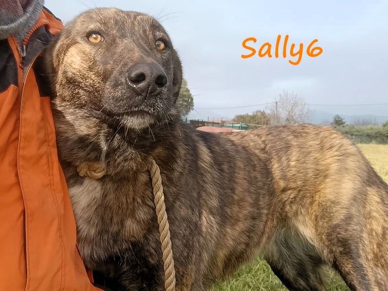 Sally6 geb. 2020 (GRC) - sanftmütige, ruhige und liebenswerte, wunderschöne Hündin!