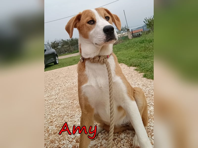 Amy geb. 11/2025 (GRC) - soziale + glückliche Maus sucht ihre eigene Familie!