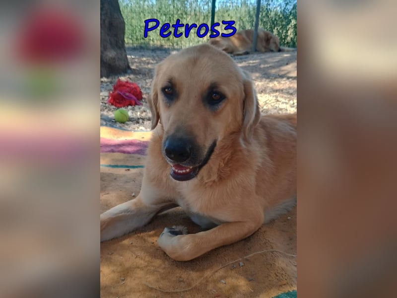 Petros3 geb. 12/2024 (GRC) - ausgeglichener, freundlicher und geselliger Junghund!