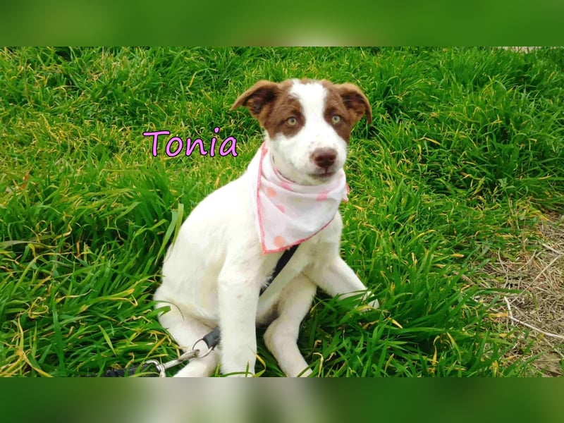 Tonia geb. 12/2025 (GRC) - fröhliche und verschmuste Junghündin möchte Dein Herz erobern!
