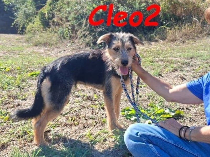 Cleo2 geb. 01/2025 (GRC) - freundliche Junghündin sucht ihr Körbchen!