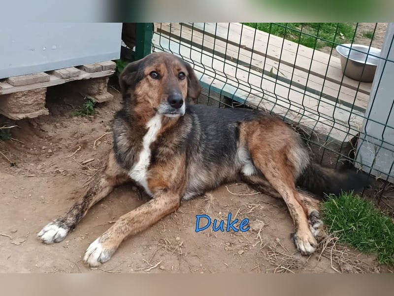Duke geb. 02/2021 (GRC) - sensibler Rüde möchte endlich das Tierheim verlassen!