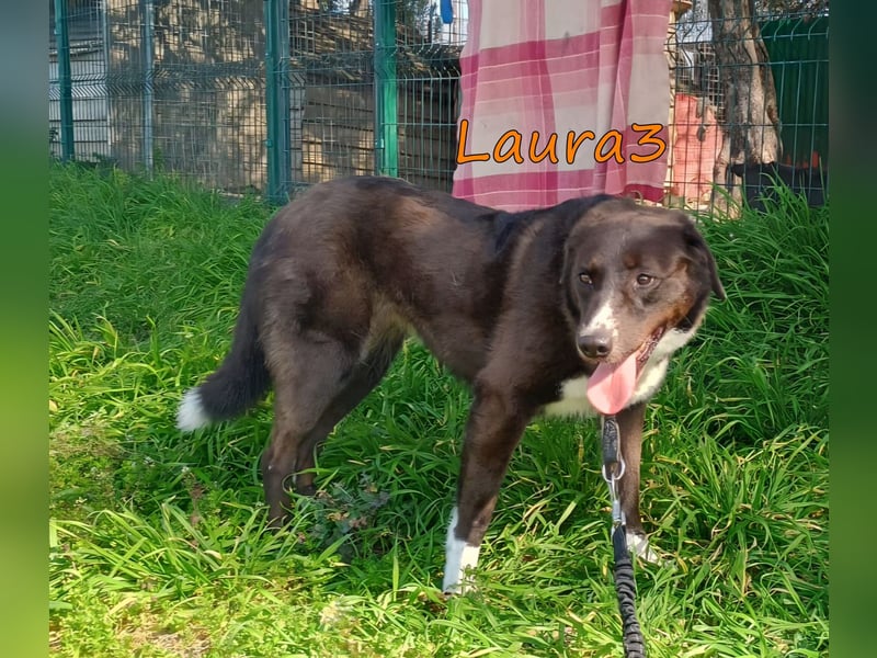 Laura3 geb. 06/2019 (GRC) - schüchterne Schönheit wünscht sich ein ruhiges Zuhause!