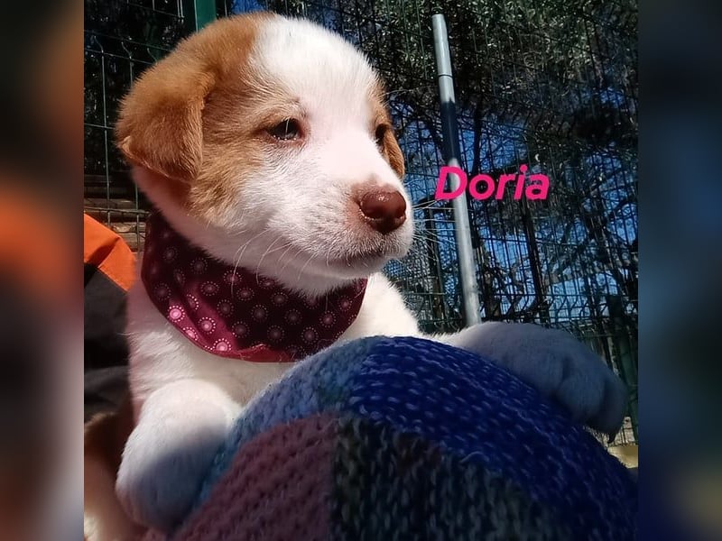 Doria geb. 12/2024 (GRC) - verspielte und verschmuste, kleine Welpin! Doria geb. 12/2024 (GRC) - verspielte und verschmuste, kleine Welpin!