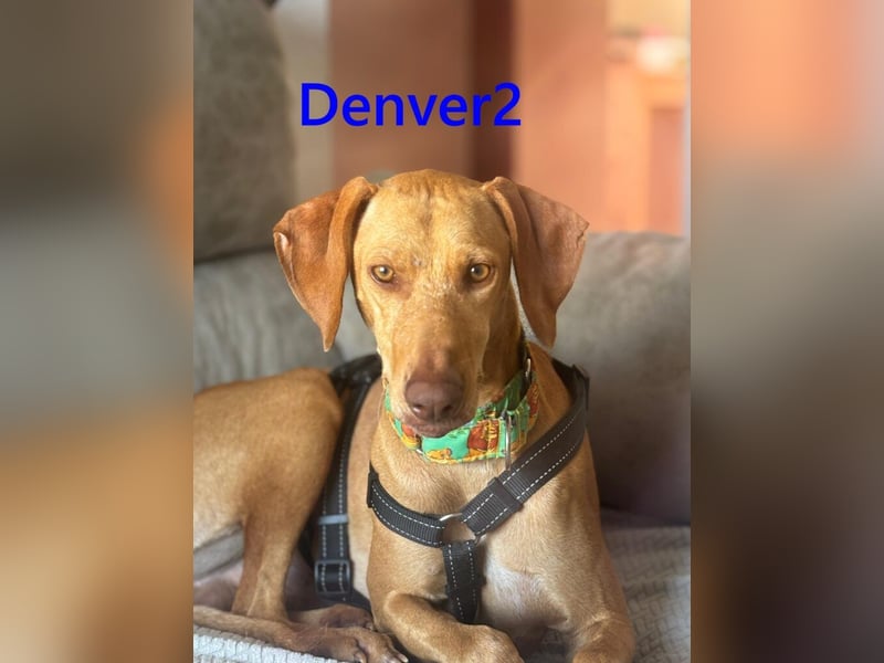 Denver2 geb. 02/2025 (ESP) - verspielter Viszla-Mix sucht Pflegestelle oder liebes Zuhause!