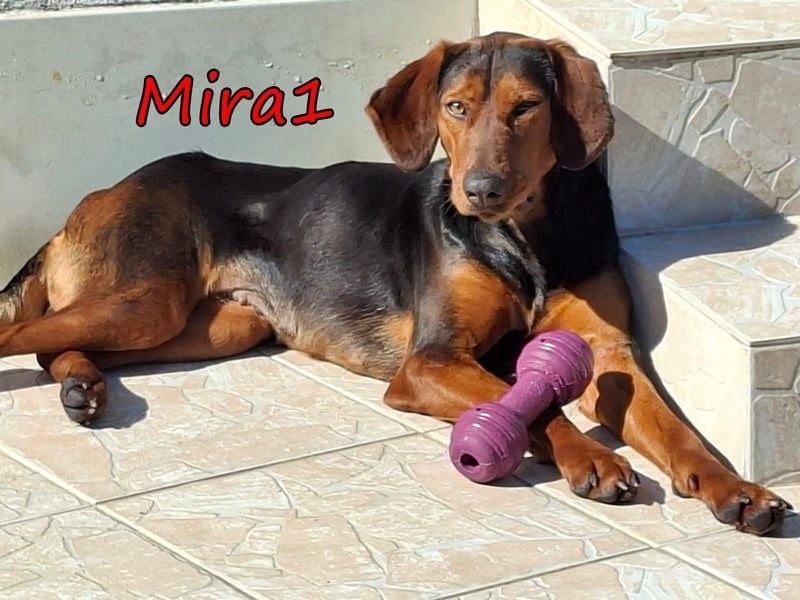 Mira1 geb. 08/2024 (GRC) - menschenbezogene Jagdhund-Mix Dame sucht ein Zuhause!