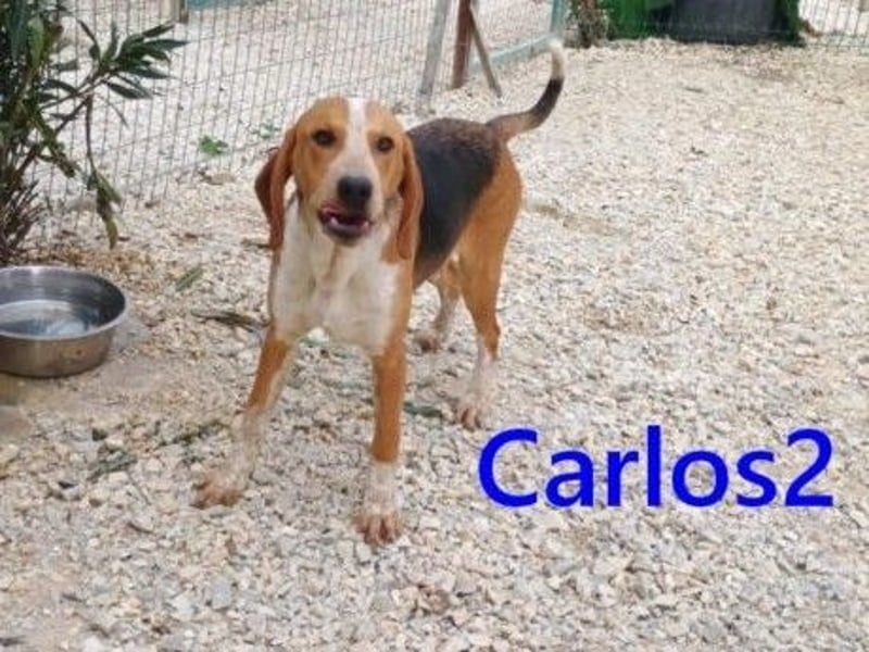Carlos2 geb. 08/2025 (GRC) - neugieriger und aufgeschlossener, kleiner Welpe!