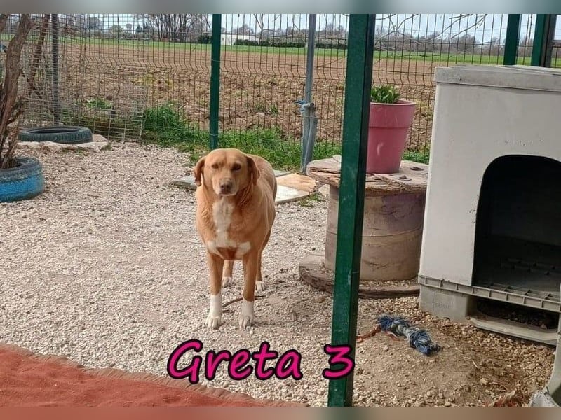 Greta3 geb. 05/2019 (GRC) - freundliche und schüchterne Schönheit will endlich ankommen!