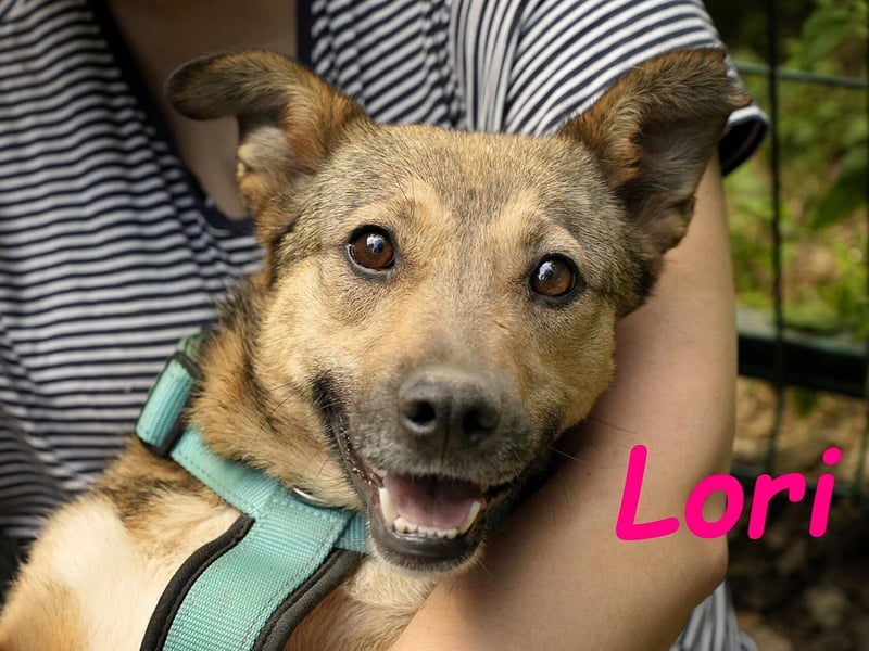 Lori geb. 01/2022 - treue, ruhige und unglaublich liebe Hündin!