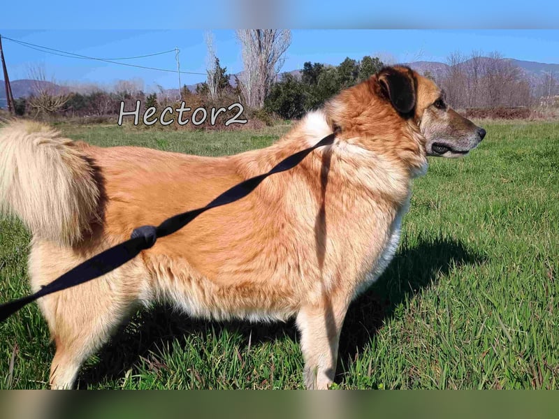 Hector2 geb. 08/2020 (GRC) - ruhiger und freundlicher Rüde wünscht sich eine liebe Familie!