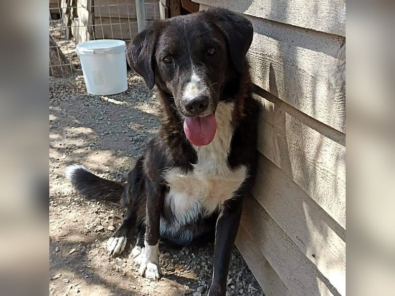 Laura3 geb. 06/2019 (GRC) - schüchterne Schönheit wünscht sich ein ruhiges Zuhause!