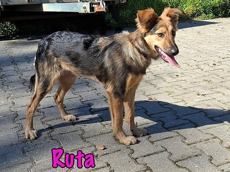 Ruta geb. 01/2025 - gehorsame und fröhliche, wunderschöne Junghündin!