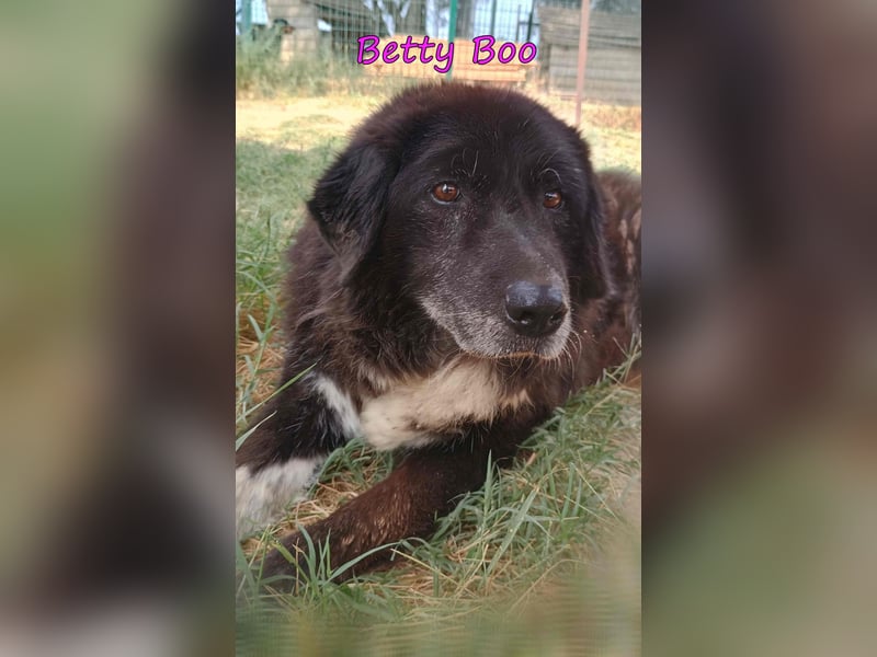 Betty Boo geb. 12/2014 (GRC) - sehr menschenbezogen ältere Dame sucht das Glück!