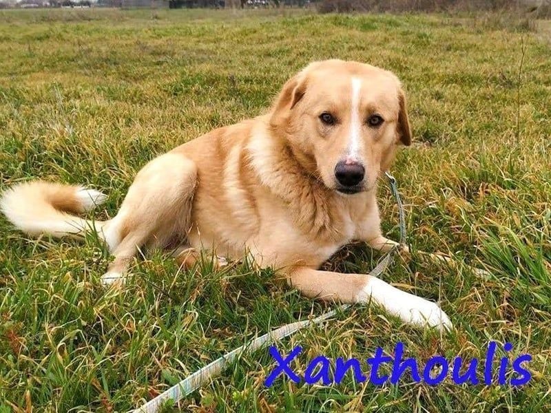 Xanthoulis geb. 01/2019 (GRC) - kluger, fröhlicher und menschenbezogener Rüde!