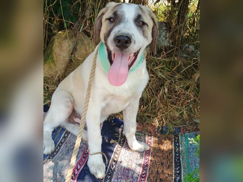 Denis geb. 12/2024 (GRC) - anhänglicher, geselliger, ruhiger und sozialer Welpe!